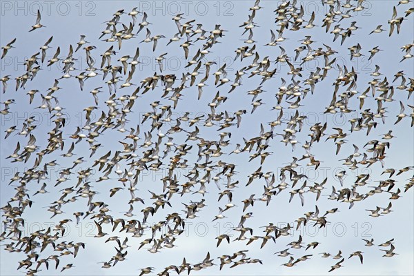 Bar-tailed Godwit