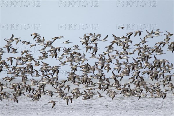 Bar-tailed Godwit