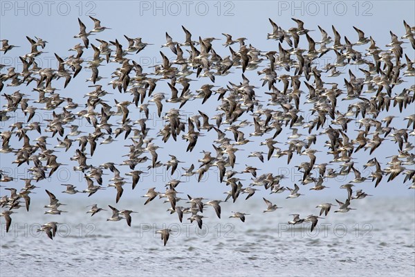 Bar-tailed Godwit