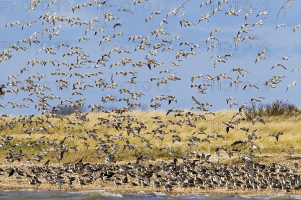 Bar-tailed Godwit