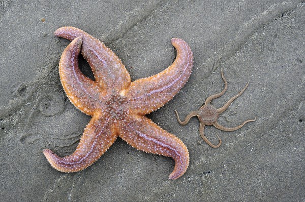 Common starfish