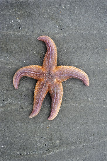 Common starfish