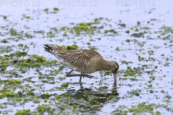 Bar-tailed godwit