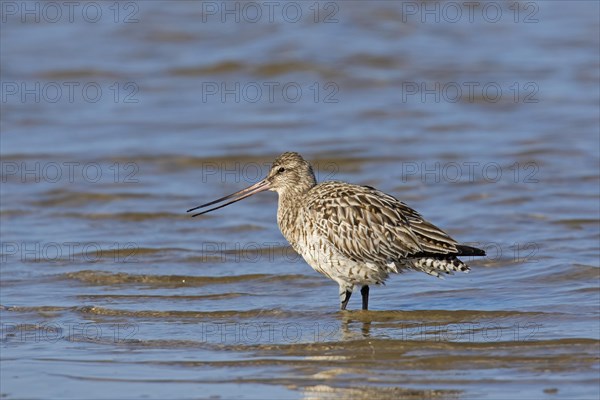 Bar-tailed godwit