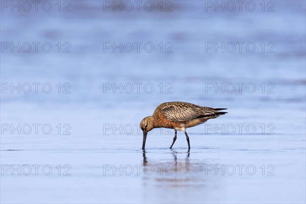 Bar-tailed godwit