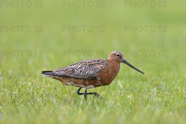 Bar-tailed godwit