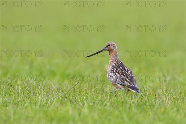 Bar-tailed godwit