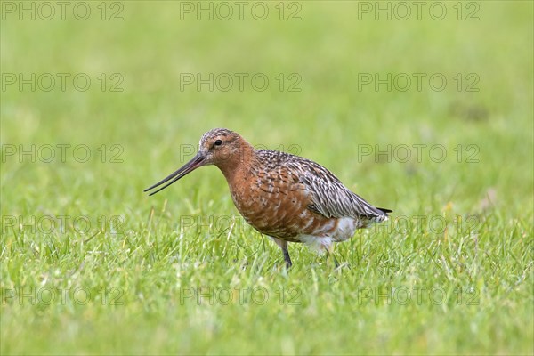 Bar-tailed godwit