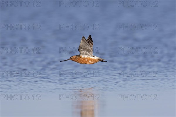 Bar-tailed godwit