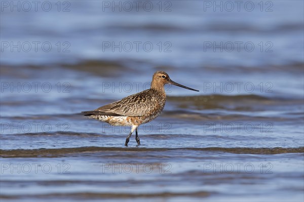 Bar-tailed godwit