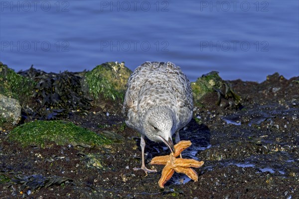 European herring gull