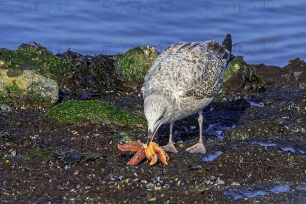 European herring gull