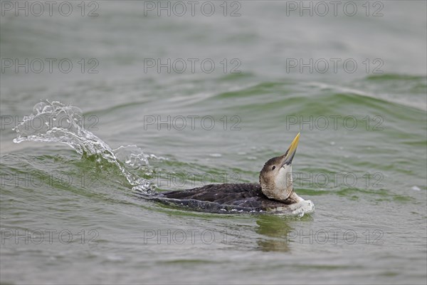 Yellow-billed loon