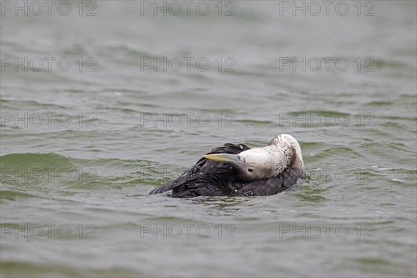 Yellow-billed loon