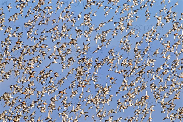 Huge flock of bar-tailed godwits