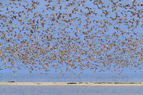 Huge flock of bar-tailed godwits