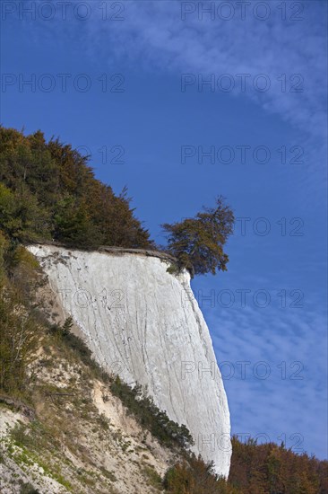 Chalk cliff and tree on the verge of dropping due to erosion in Jasmund National Park on Rugen Island on the Baltic Sea