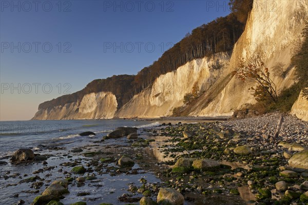 Chalk cliffs in Jasmund National Park on Rugen Island on the Baltic Sea