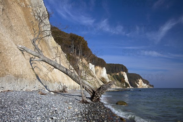 Chalk cliffs and fallen tree due to erosion in Jasmund National Park on Rugen Island on the Baltic Sea