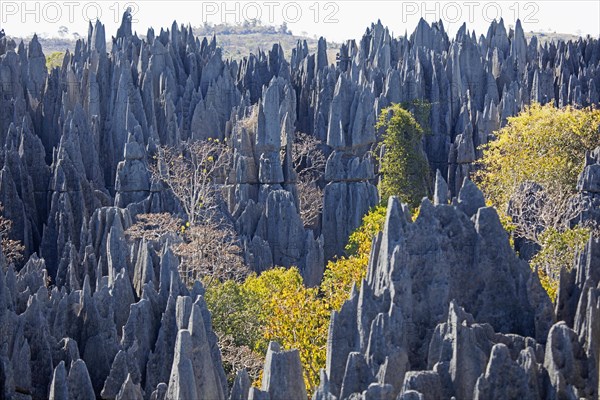 Karst limestone formation in the Tsingy de Bemaraha Strict Nature Reserve