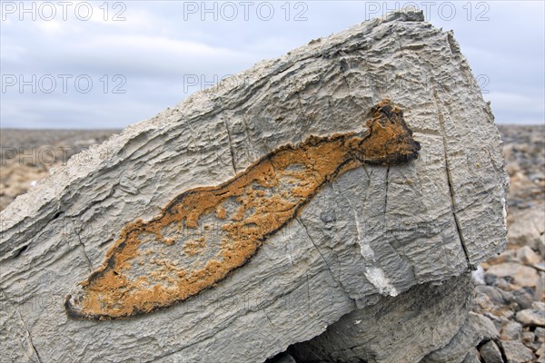 Iron minerals deposited in fish shape on limestone rock at Kinnvika along Murchisonfjord