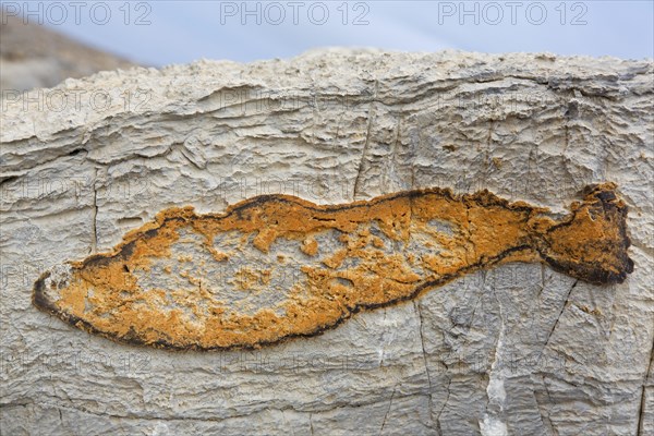 Iron minerals deposited in fish shape on limestone rock at Kinnvika along Murchisonfjord