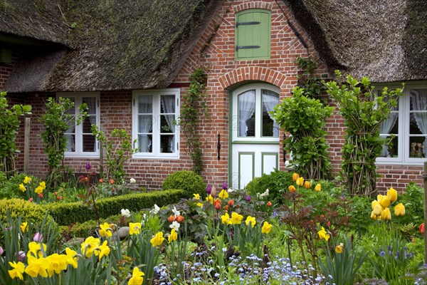 Colourful flowers in garden of Frisian traditional house with straw-thatched roof at Sankt Peter-Ording