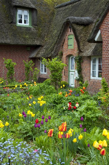 Colourful flowers in garden of Frisian traditional house with straw-thatched roof at Sankt Peter-Ording
