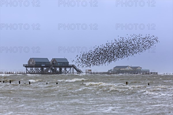 Stilt houses on the beach of Sankt Peter-Ording