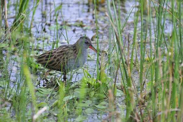 European Water Rail