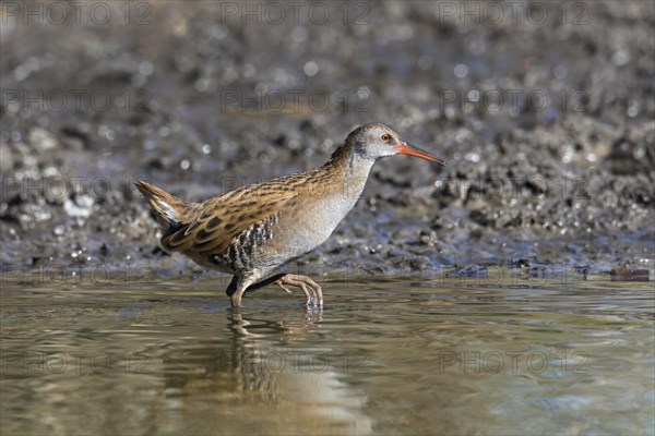 Water rail