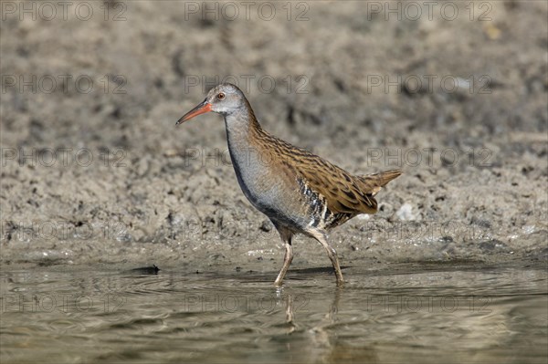 Water rail