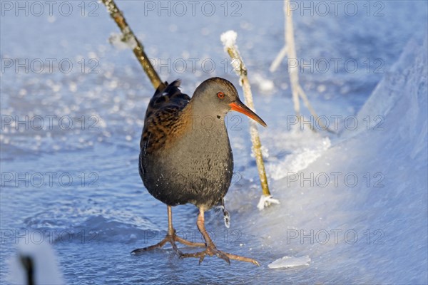 Water rail