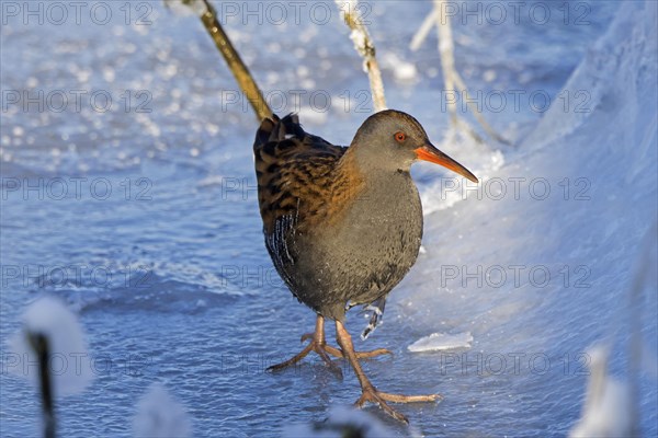 Water rail