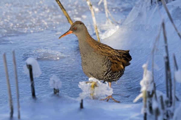 Water rail