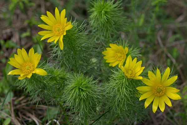 Spring pheasant's eye