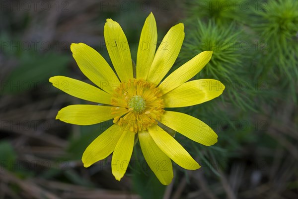 Spring pheasant's eye