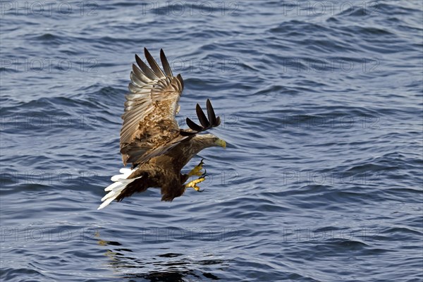 White-tailed Eagle