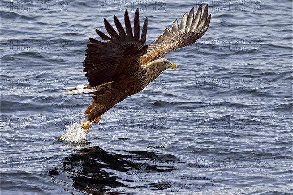 White-tailed Eagle