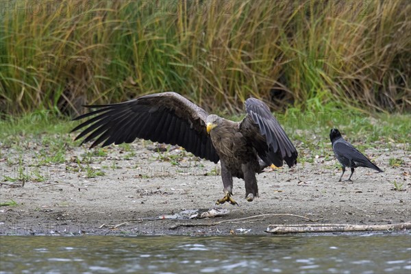 Hooded crow