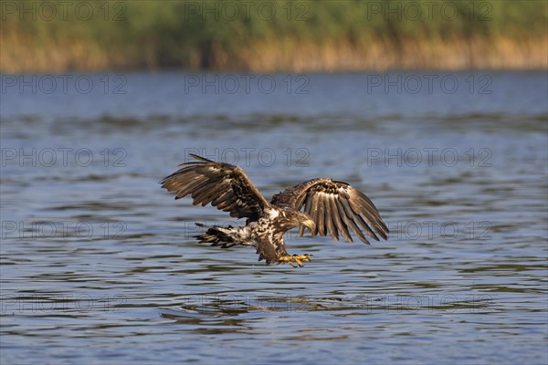 White-tailed eagle