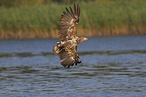 White-tailed eagle