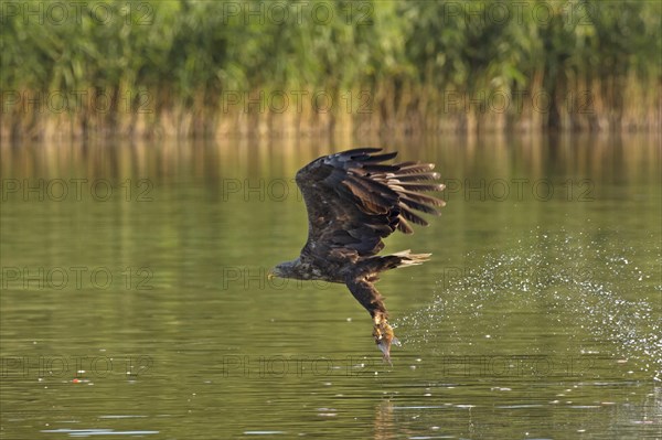 White-tailed eagle