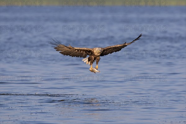 White-tailed eagle