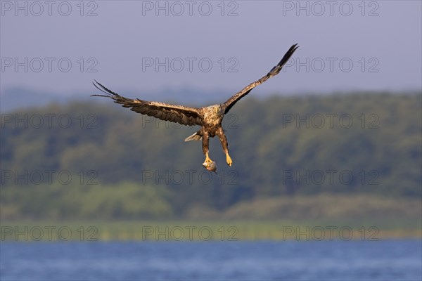 White-tailed eagle