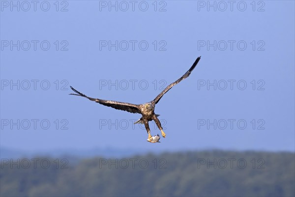 White-tailed eagle