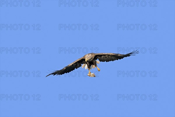 White-tailed eagle