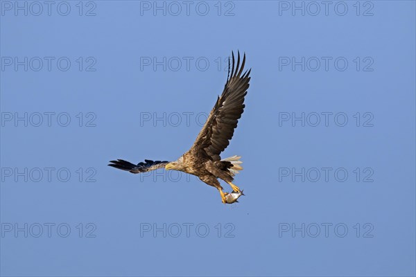 White-tailed eagle