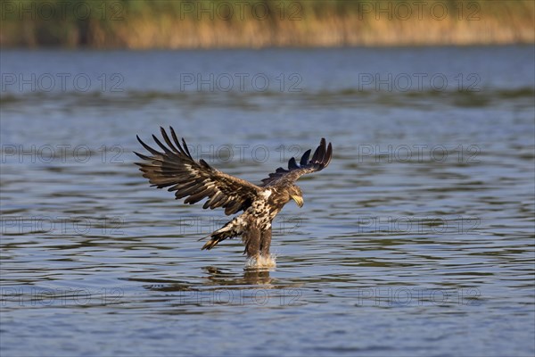 White-tailed eagle