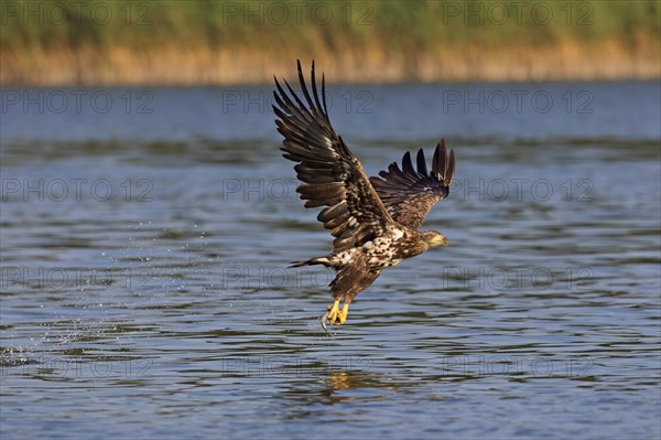 White-tailed eagle